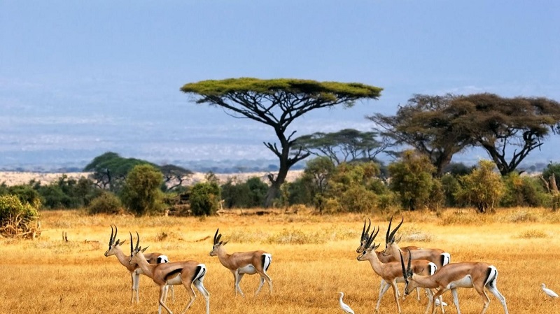 Madagascar đều thích thú đó là nơi đây sở hữu hơn 200.000 loài động vật hoang dã